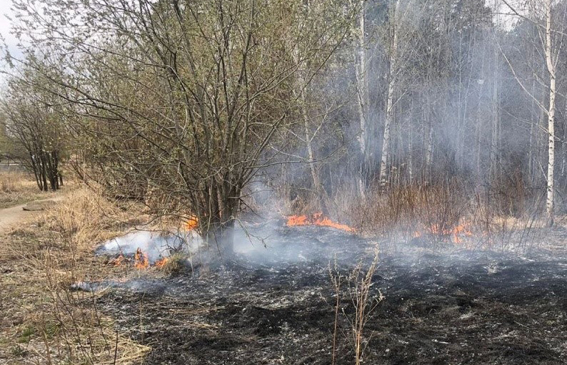 Пожар в лесу. Пожар в лесу Тюмень. Противопожарный режим в лесу. Сожженный лес. Граждан сгорела