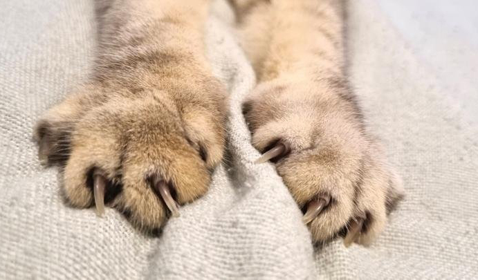 Ветеринар рассказал, почему кошки топчут хозяев лапками, будто массаж  делают - Новости Тюменского муниципального района